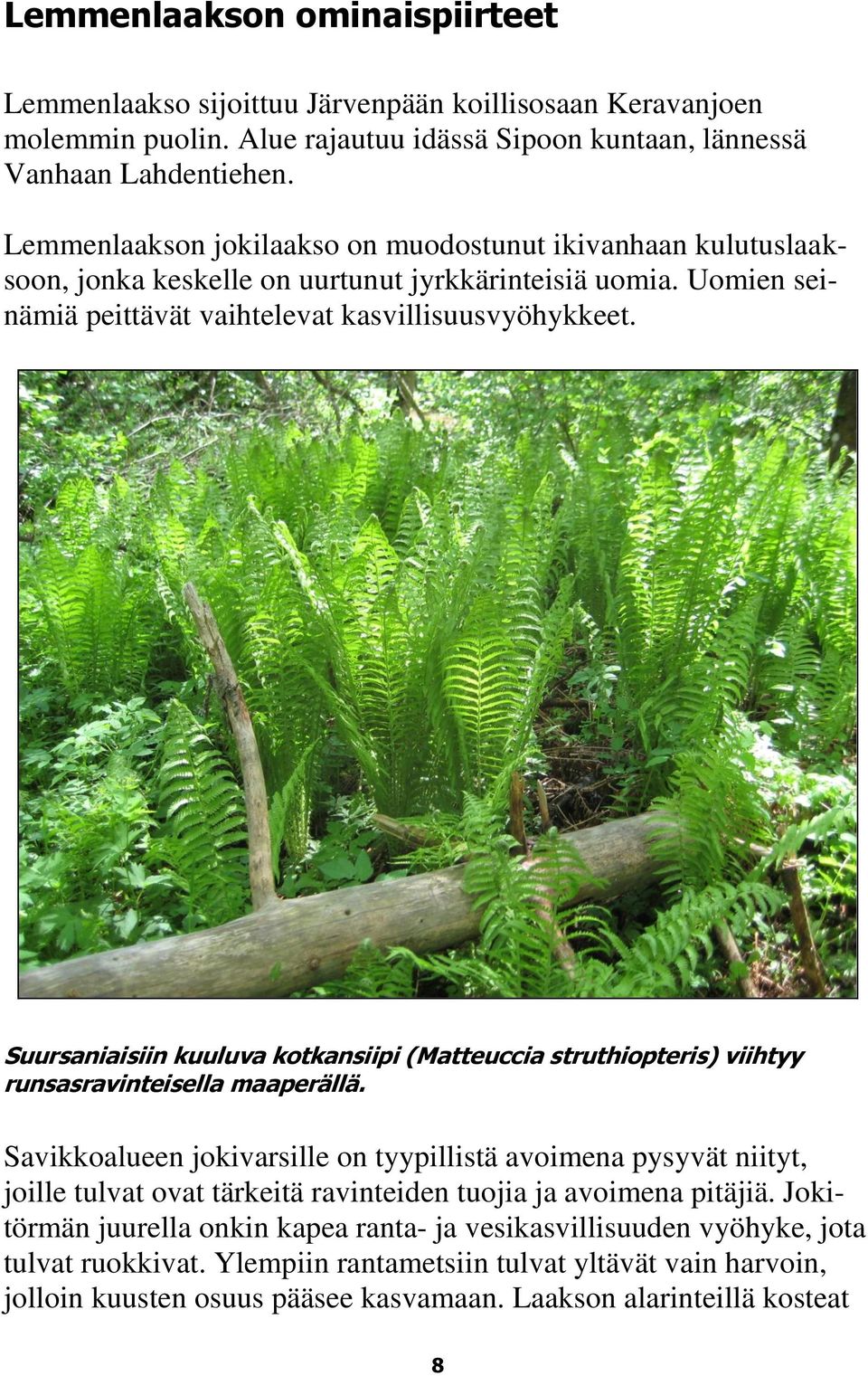 Suursaniaisiin kuuluva kotkansiipi (Matteuccia struthiopteris) viihtyy runsasravinteisella maaperällä.