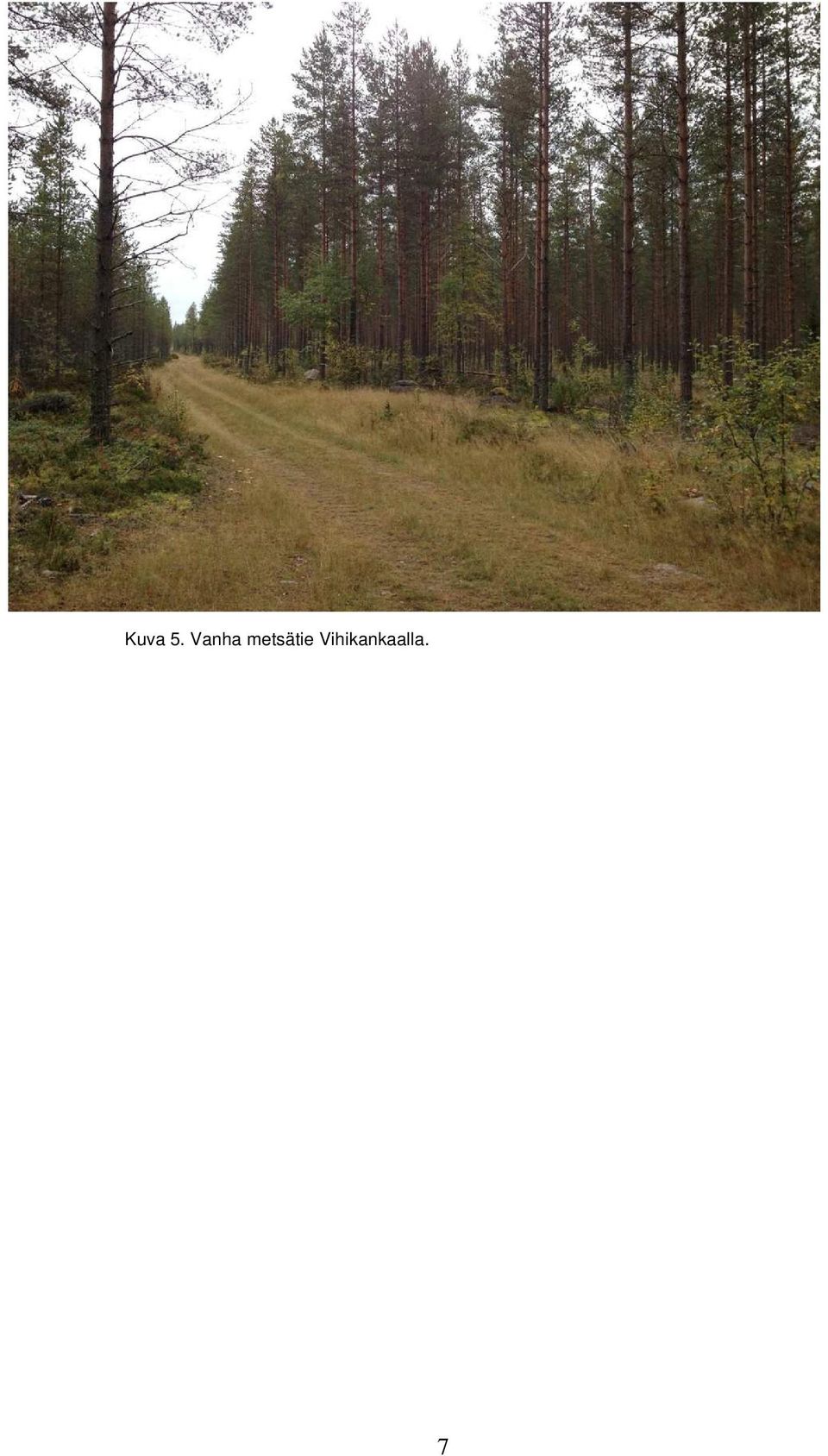 metsätie