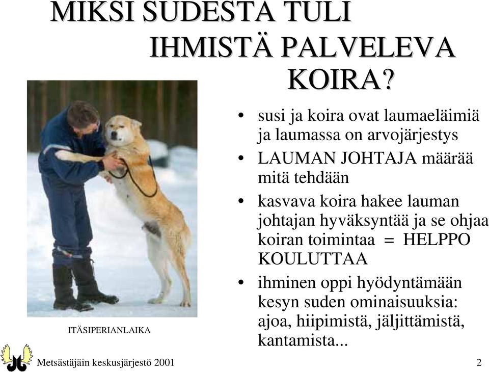 kasvava koira hakee lauman johtajan hyväksyntää ja se ohjaa koiran toimintaa = HELPPO KOULUTTAA