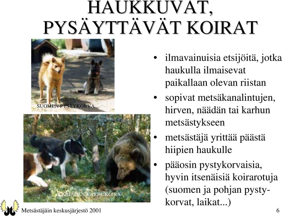 tai karhun metsästykseen metsästäjä yrittää päästä hiipien haukulle pääosin pystykorvaisia,