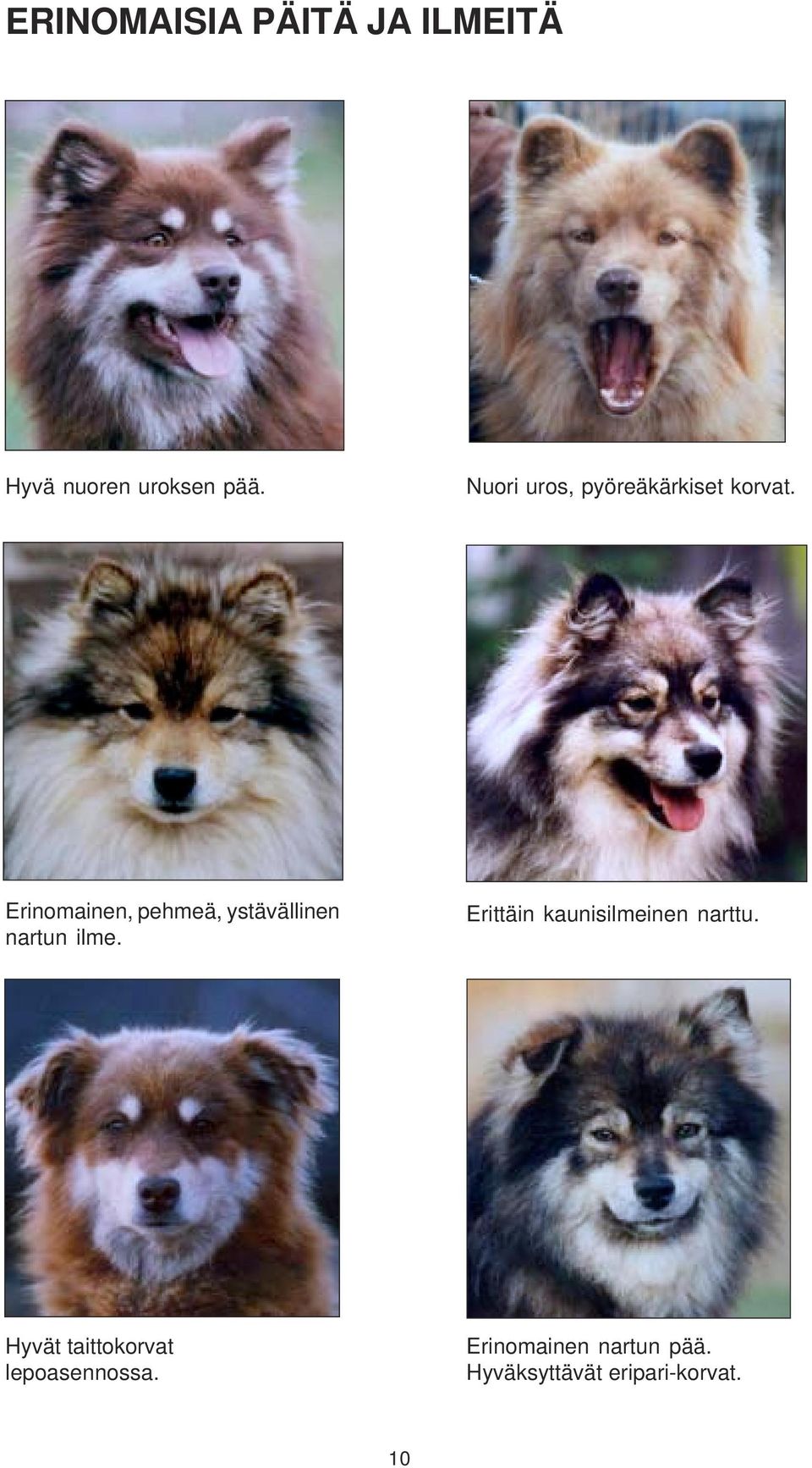 Erinomainen, pehmeä, ystävällinen nartun ilme.