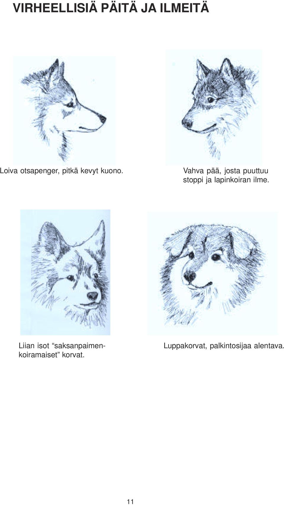 Vahva pää, josta puuttuu stoppi ja lapinkoiran