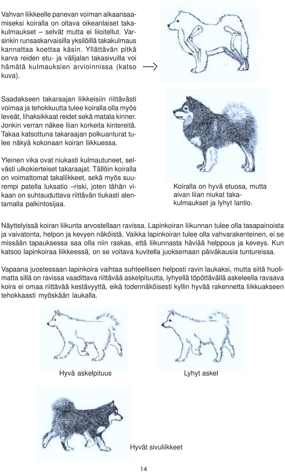 Saadakseen takaraajan liikkeisiin riittävästi voimaa ja tehokkuutta tulee koiralla olla myös leveät, lihaksikkaat reidet sekä matala kinner. Jonkin verran näkee liian korkeita kintereitä.