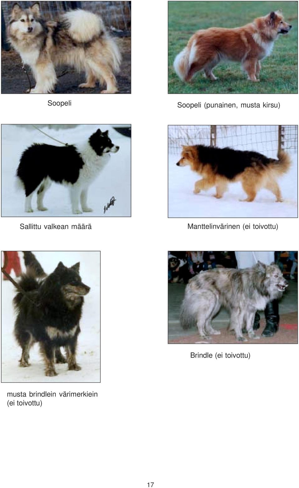 (ei toivottu) Brindle (ei toivottu)