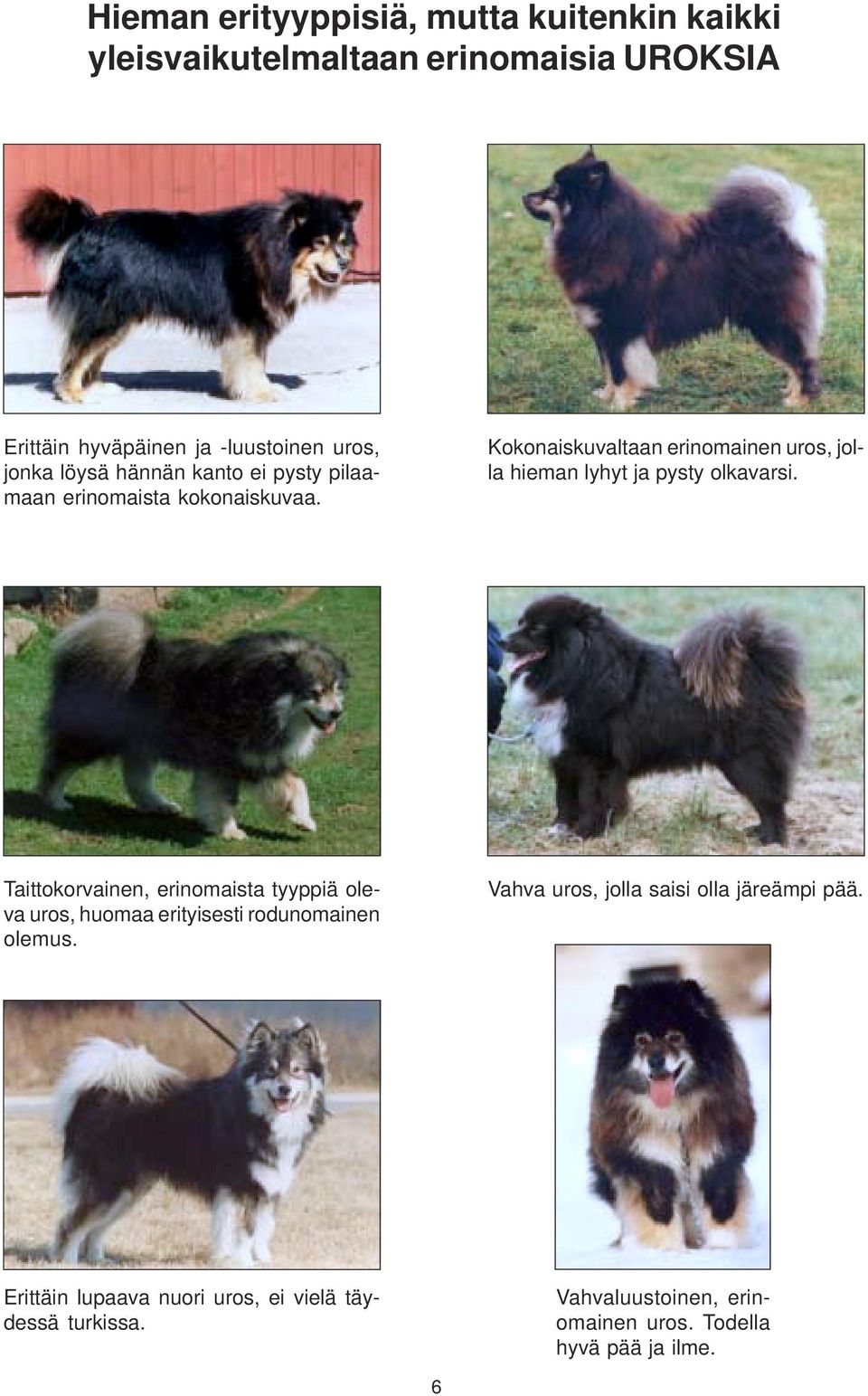 Kokonaiskuvaltaan erinomainen uros, jolla hieman lyhyt ja pysty olkavarsi.