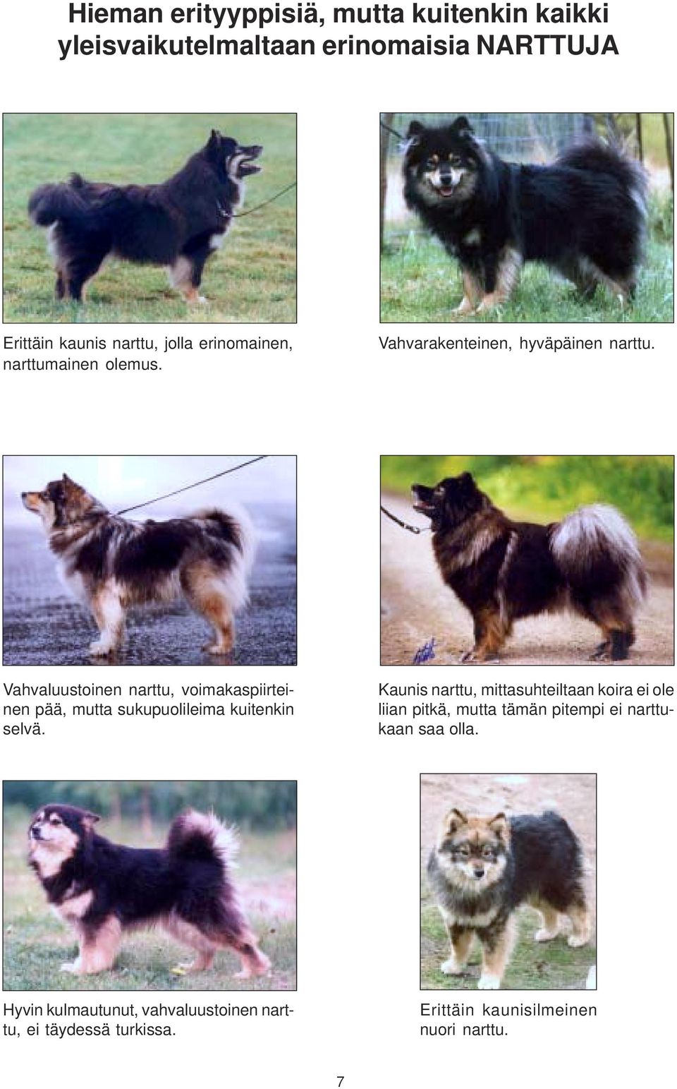 Vahvaluustoinen narttu, voimakaspiirteinen pää, mutta sukupuolileima kuitenkin selvä.