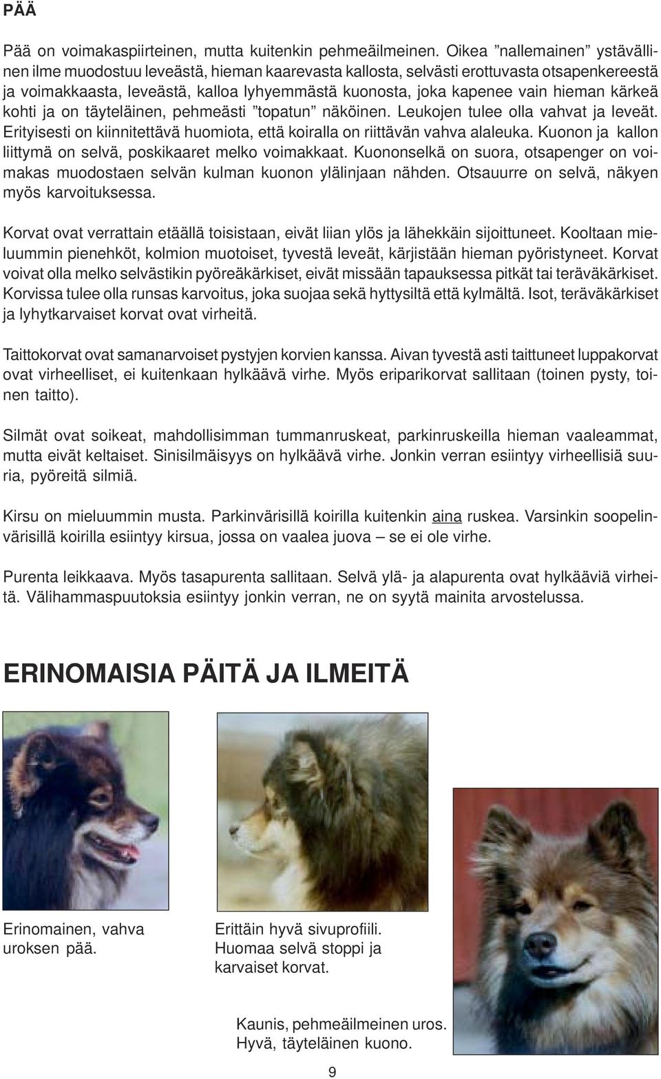hieman kärkeä kohti ja on täyteläinen, pehmeästi topatun näköinen. Leukojen tulee olla vahvat ja leveät. Erityisesti on kiinnitettävä huomiota, että koiralla on riittävän vahva alaleuka.