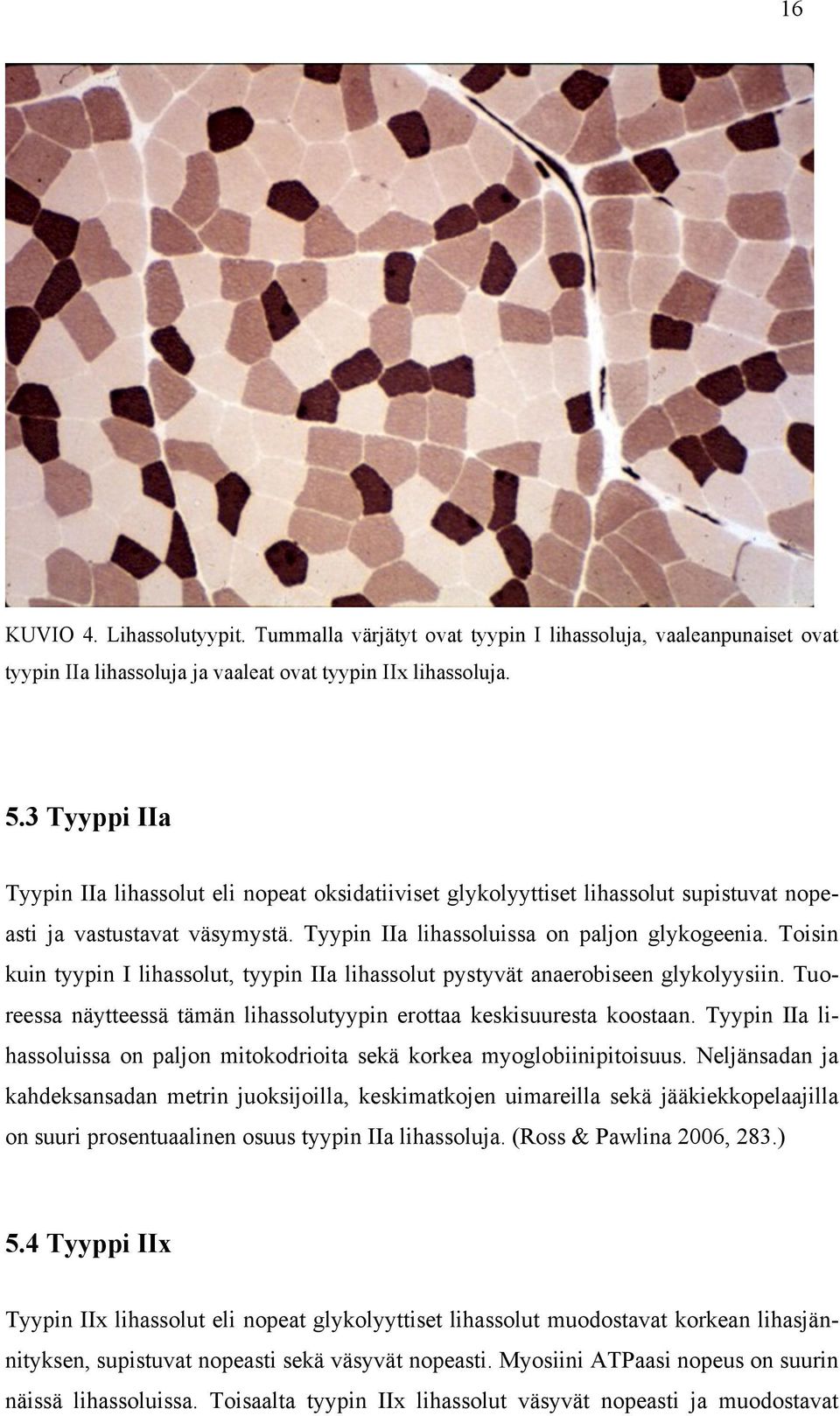 Toisin kuin tyypin I lihassolut, tyypin IIa lihassolut pystyvät anaerobiseen glykolyysiin. Tuoreessa näytteessä tämän lihassolutyypin erottaa keskisuuresta koostaan.