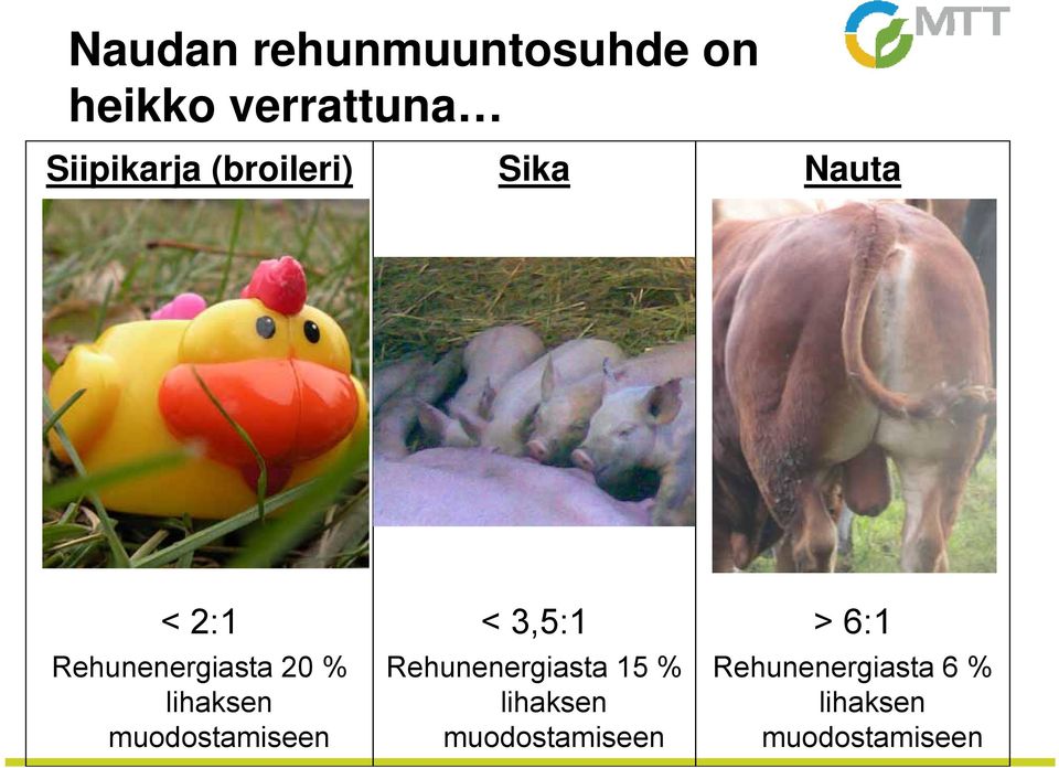 muodostamiseen < 3,5:1 Rehunenergiasta 15 % lihaksen
