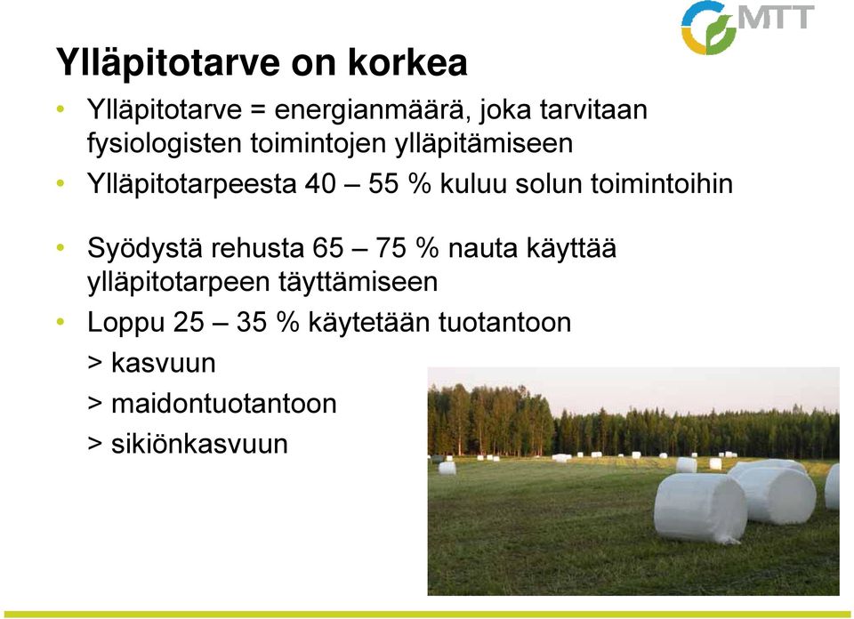 solun toimintoihin Syödystä rehusta 65 75 % nauta käyttää ylläpitotarpeen