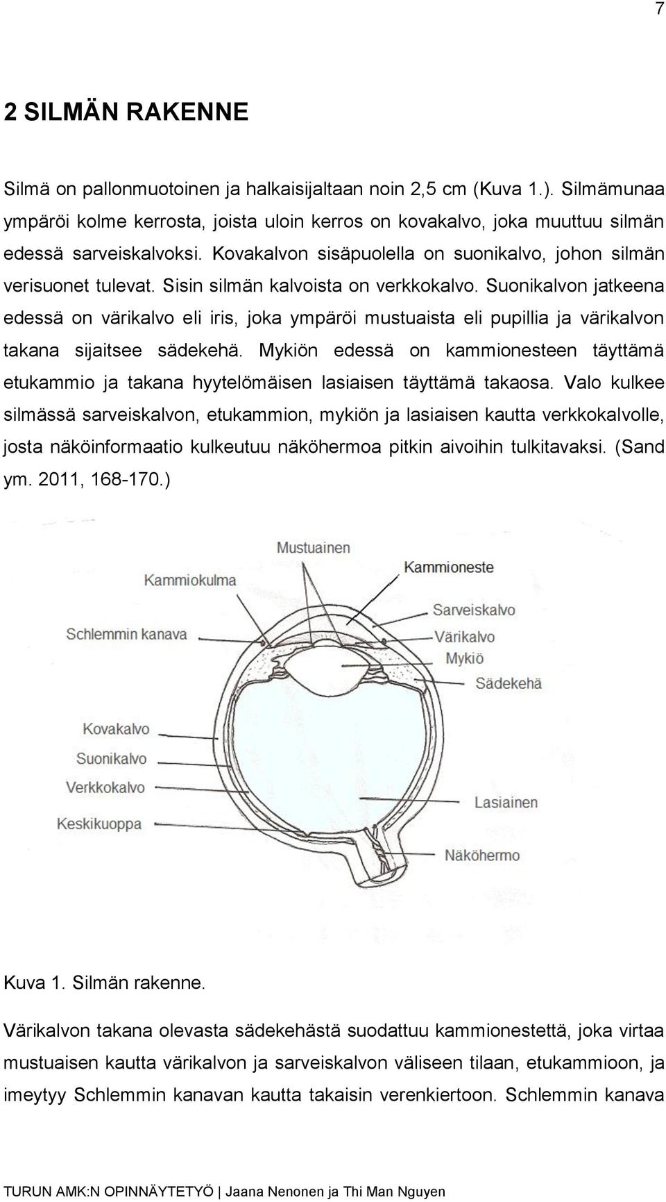 Suonikalvon jatkeena edessä on värikalvo eli iris, joka ympäröi mustuaista eli pupillia ja värikalvon takana sijaitsee sädekehä.