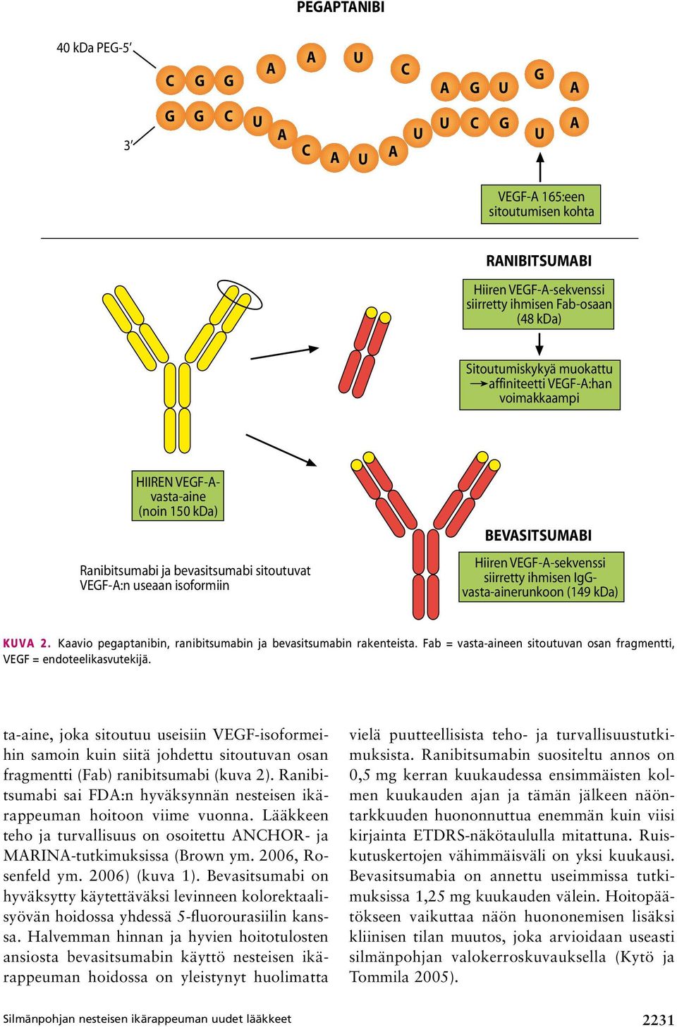 kda) Kuva 2. Kaavio pegaptanibin, ranibitsumabin ja bevasitsumabin rakenteista. Fab = vasta-aineen sitoutuvan osan fragmentti, VEGF = endoteelikasvutekijä.