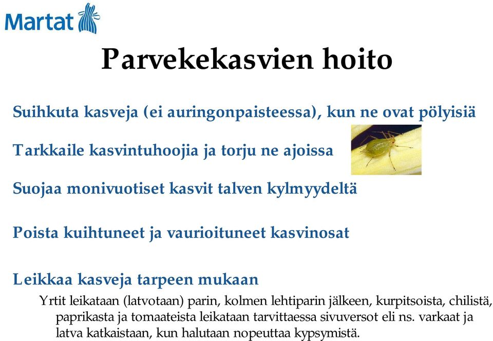 kasveja tarpeen mukaan Yrtit leikataan (latvotaan) parin, kolmen lehtiparin jälkeen, kurpitsoista, chilistä,