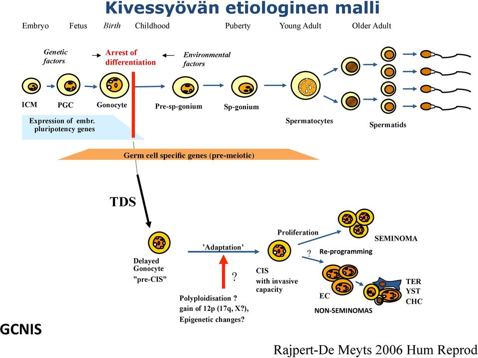 pluripotency genes Spermatocytes Spermatids Germ cell specific genes (pre-meiotic) TDS GCNIS Delayed Gonocyte pre-cis Adaptation?