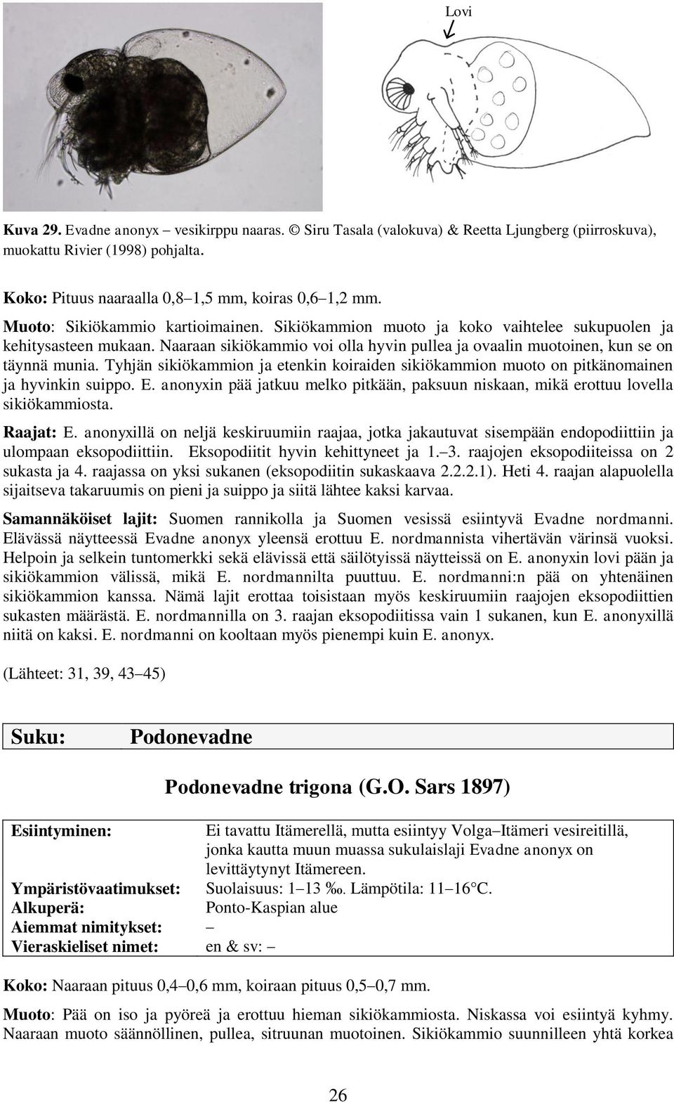 Tyhjän sikiökammion ja etenkin koiraiden sikiökammion muoto on pitkänomainen ja hyvinkin suippo. E. anonyxin pää jatkuu melko pitkään, paksuun niskaan, mikä erottuu lovella sikiökammiosta. Raajat: E.