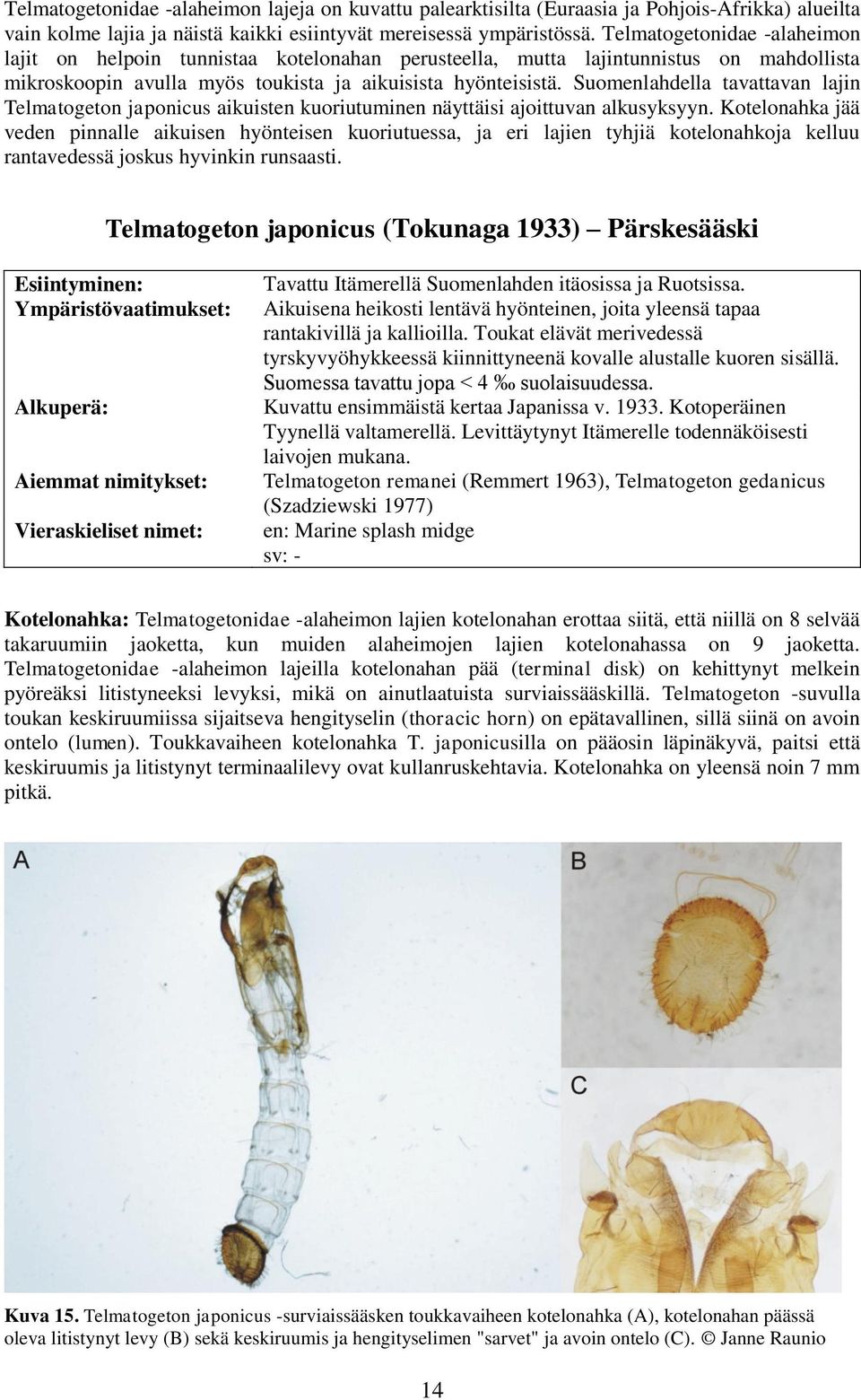 Suomenlahdella tavattavan lajin Telmatogeton japonicus aikuisten kuoriutuminen näyttäisi ajoittuvan alkusyksyyn.