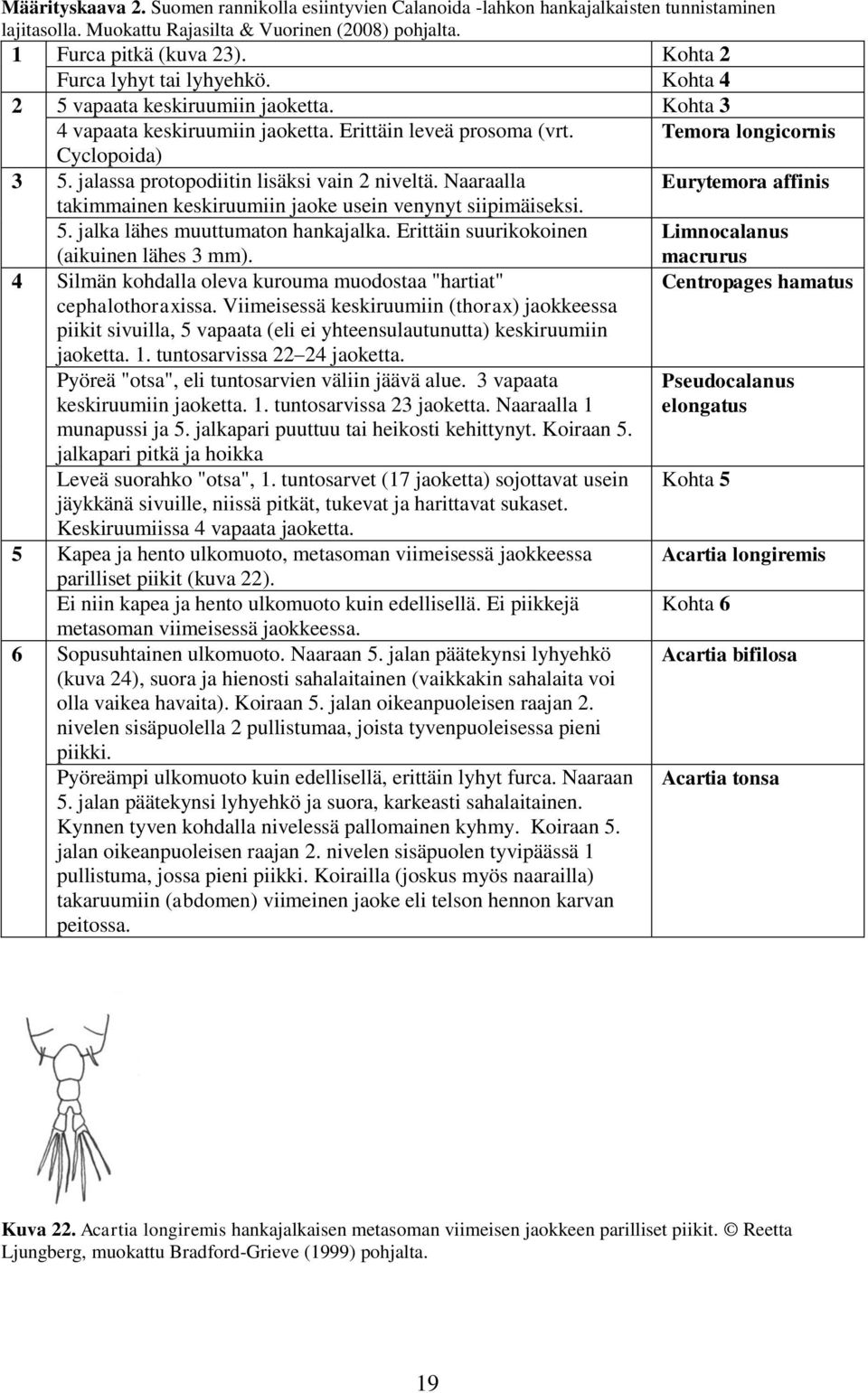 jalassa protopodiitin lisäksi vain 2 niveltä. Naaraalla Eurytemora affinis takimmainen keskiruumiin jaoke usein venynyt siipimäiseksi. 5. jalka lähes muuttumaton hankajalka.