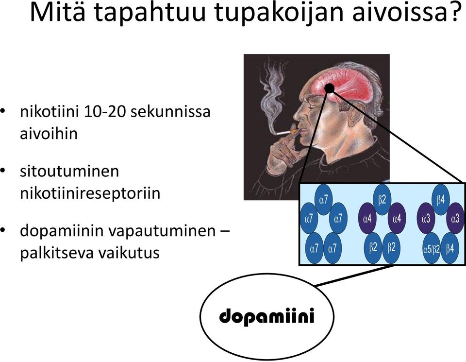 nikotiinireseptoriin dopamiinin vapautuminen