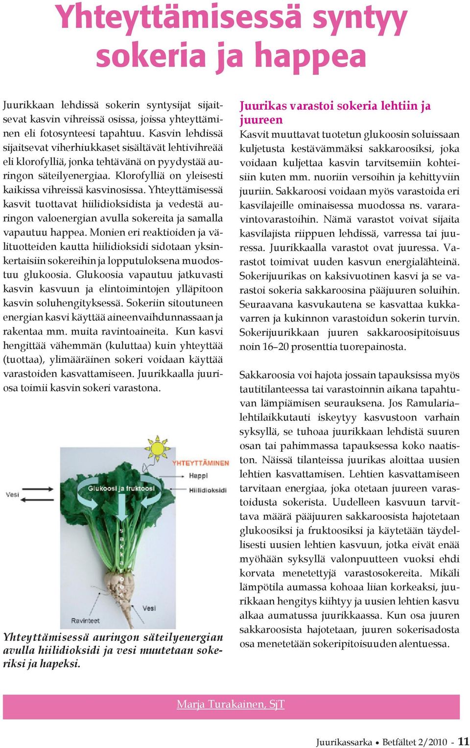 Yhteyttämisessä kasvit tuottavat hiilidioksidista ja vedestä auringon valoenergian avulla sokereita ja samalla vapautuu happea.