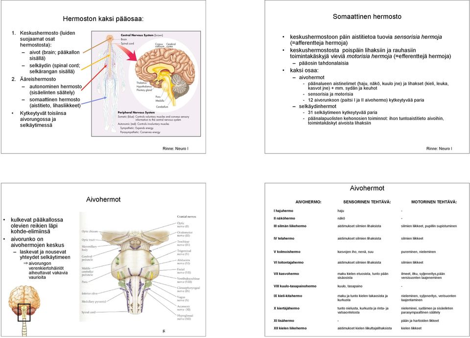 hermoja) keskussta poispäin lihaksiin ja rauhasiin toimintakäskyjä vieviä motorisia hermoja (=efferenttejä hermoja) pääosin tahdonalaisia kaksi osaa: aivohermot - päänalueen aistinelimet (haju, näkö,