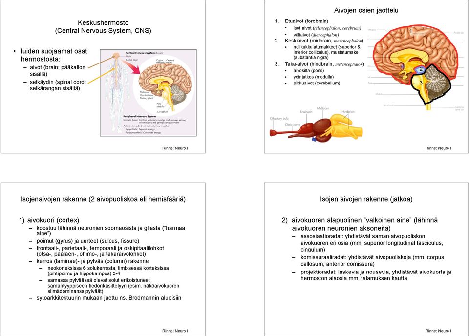 Keskiaivot (midbrain, mesencephalon) nelikukkulatumakkeet (superior & inferior colliculus), mustatumake (substantia nigra) 3.