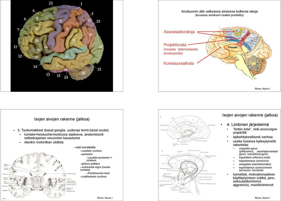 Tyvitumakkeet (basal ganglia, uudempi termi basal nuclei) tumake=keskusssa sijaitseva, anatomisesti selkeärajainen neuronien kasautuma etenkin motoriikan säätely viisi tumaketta: caudate nucleus