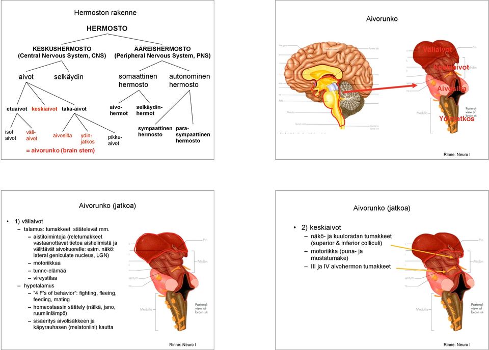 parasympaattinen Ydinjatkos Aivorunko (jatkoa) 1) väliaivot talamus: tumakkeet säätelevät mm. aistitoimintoja (reletumakkeet vastaanottavat tietoa aistielimistä ja välittävät aivokuorelle: esim.