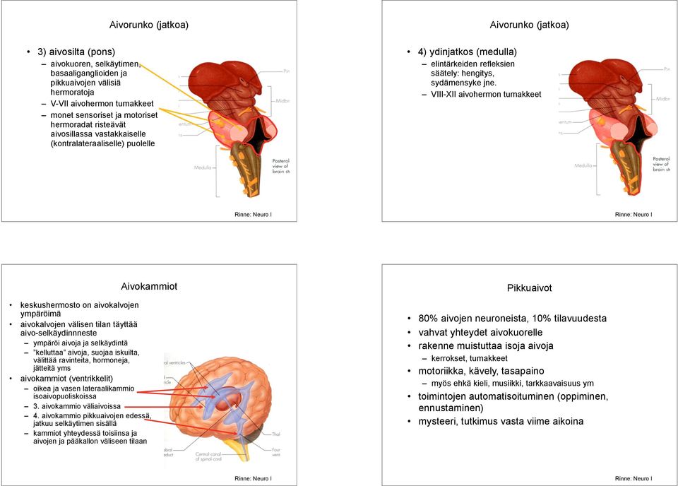 VIII-XII aivohermon tumakkeet Aivokammiot keskus on aivokalvojen ympäröimä aivokalvojen välisen tilan täyttää aivo-selkäydinnneste ympäröi aivoja ja selkäydintä kelluttaa aivoja, suojaa iskuilta,