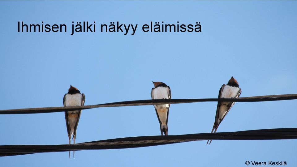 näkyy