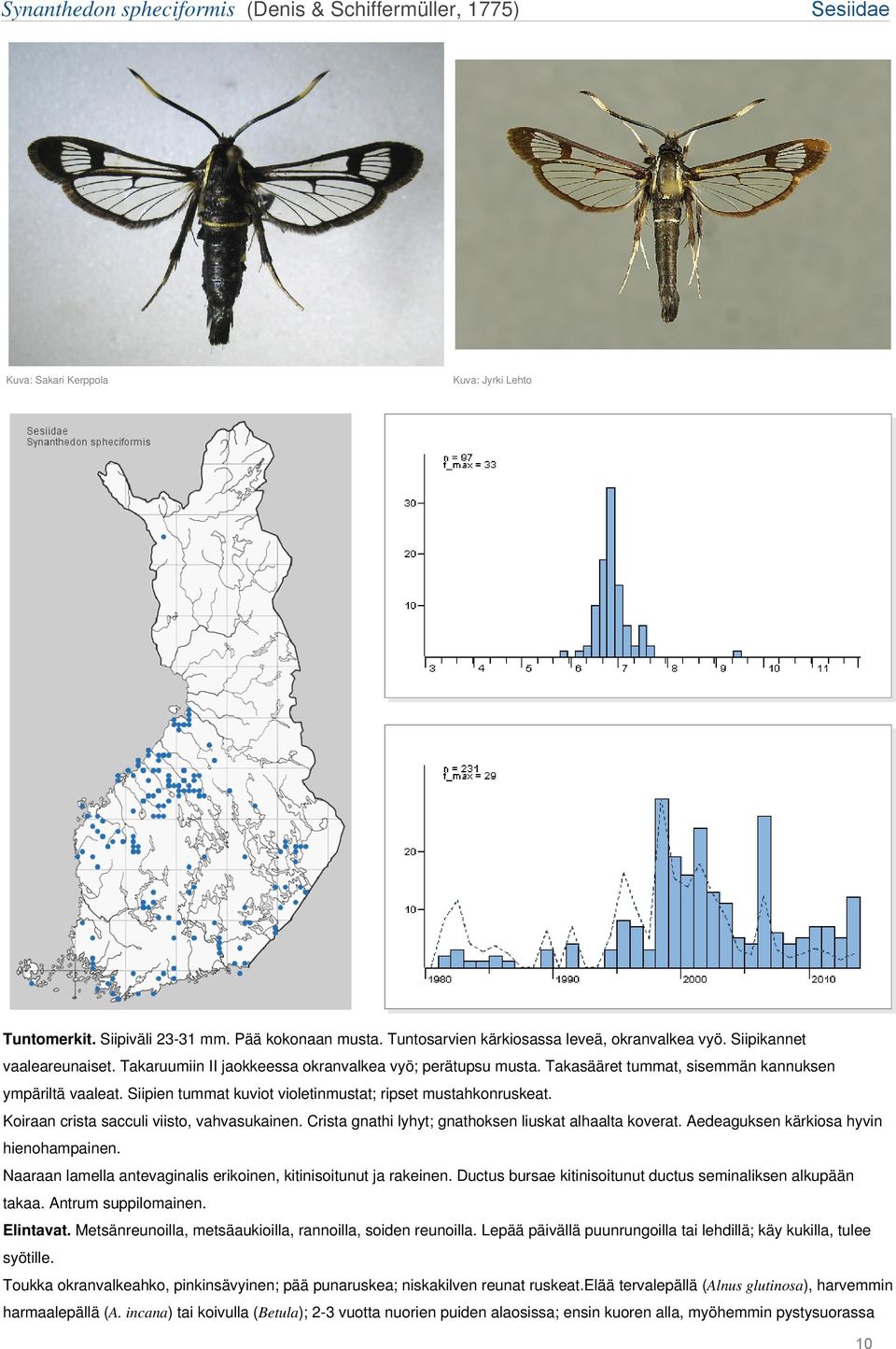 Siipien tummat kuviot violetinmustat; ripset mustahkonruskeat. Koiraan crista sacculi viisto, vahvasukainen. Crista gnathi lyhyt; gnathoksen liuskat alhaalta koverat.
