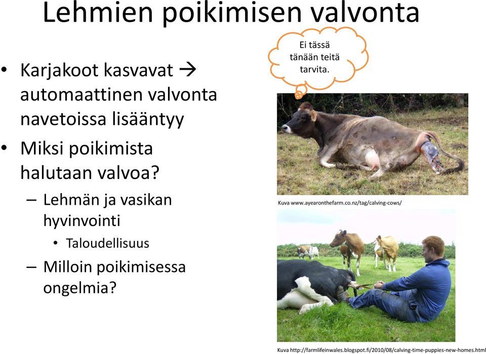 Lehmän ja vasikan hyvinvointi Taloudellisuus Milloin poikimisessa ongelmia?