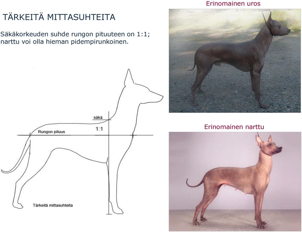 rungon pituuteen on 1:1; narttu voi