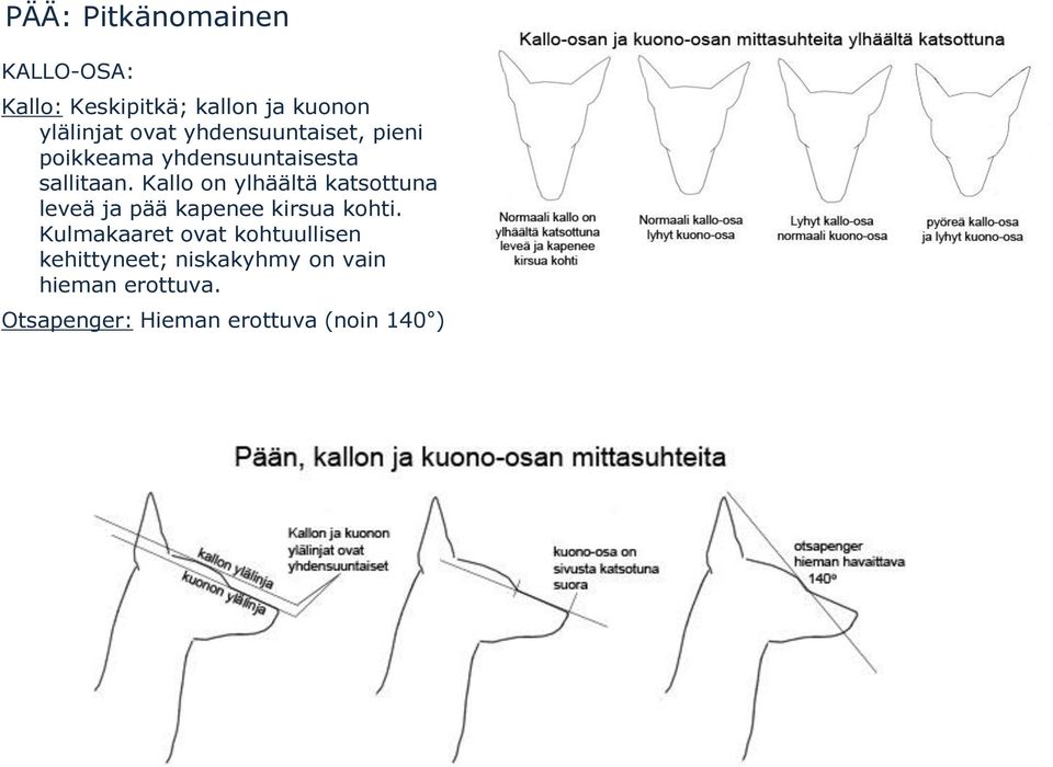 Kallo on ylhäältä katsottuna leveä ja pää kapenee kirsua kohti.