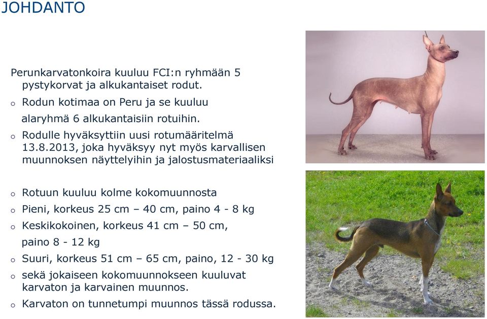 2013, joka hyväksyy nyt myös karvallisen muunnoksen näyttelyihin ja jalostusmateriaaliksi Rotuun kuuluu kolme kokomuunnosta Pieni, korkeus 25 cm