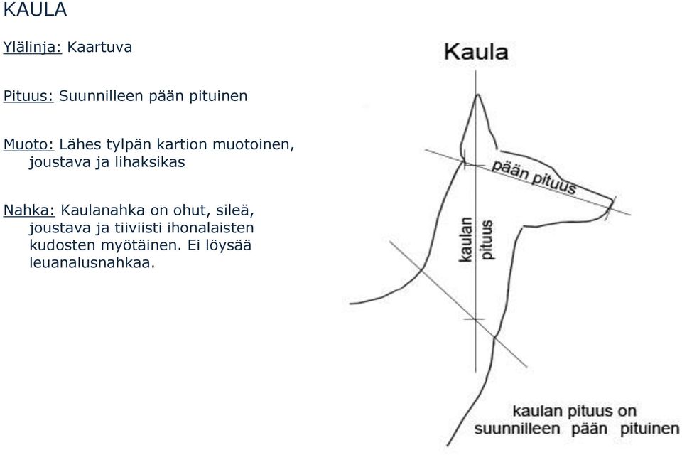 lihaksikas Nahka: Kaulanahka on ohut, sileä, joustava ja