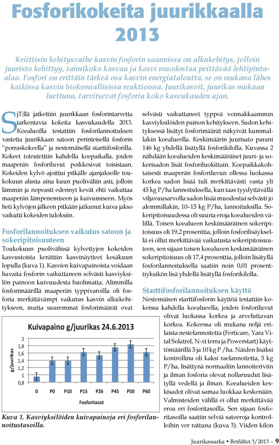 Juurikasvit, juurikas mukaan luettuna, tarvitsevat fosforia koko kasvukauden ajan. SjT:llä jatkettiin juurikkaan fosforintarvetta tarkentavia kokeita kasvukaudella 2013.
