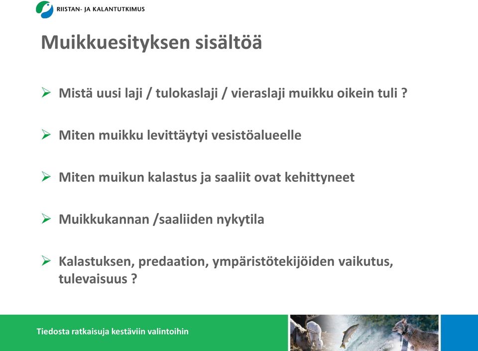 Miten muikku levittäytyi vesistöalueelle Miten muikun kalastus ja