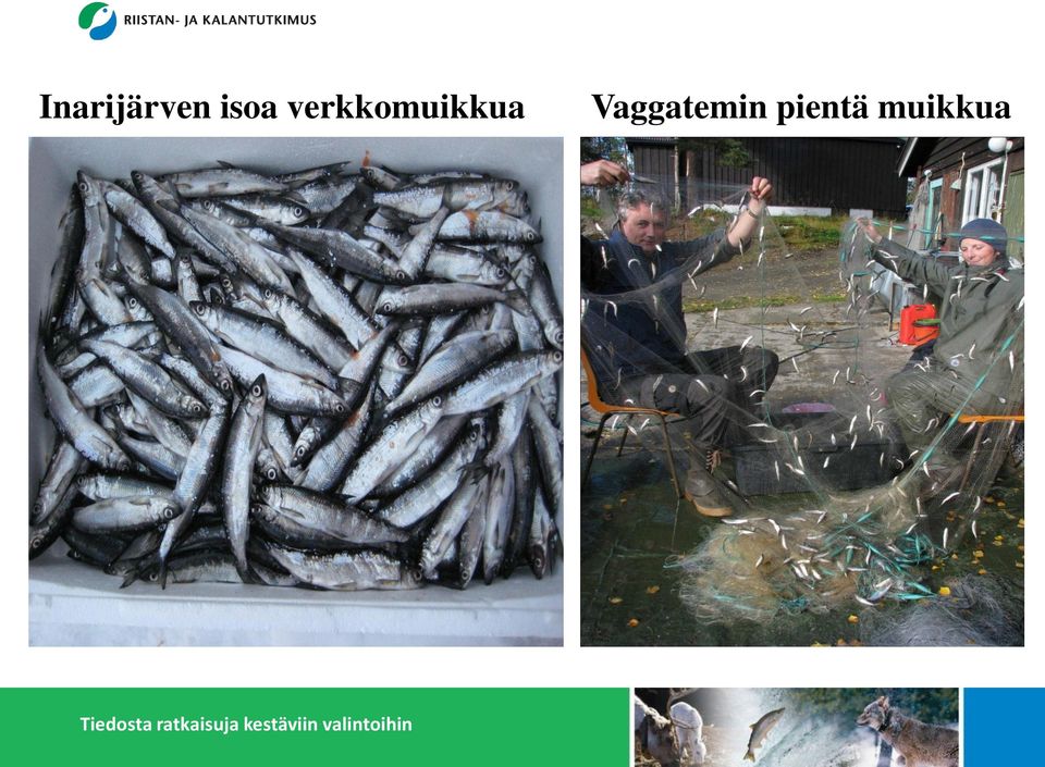 verkkomuikkua