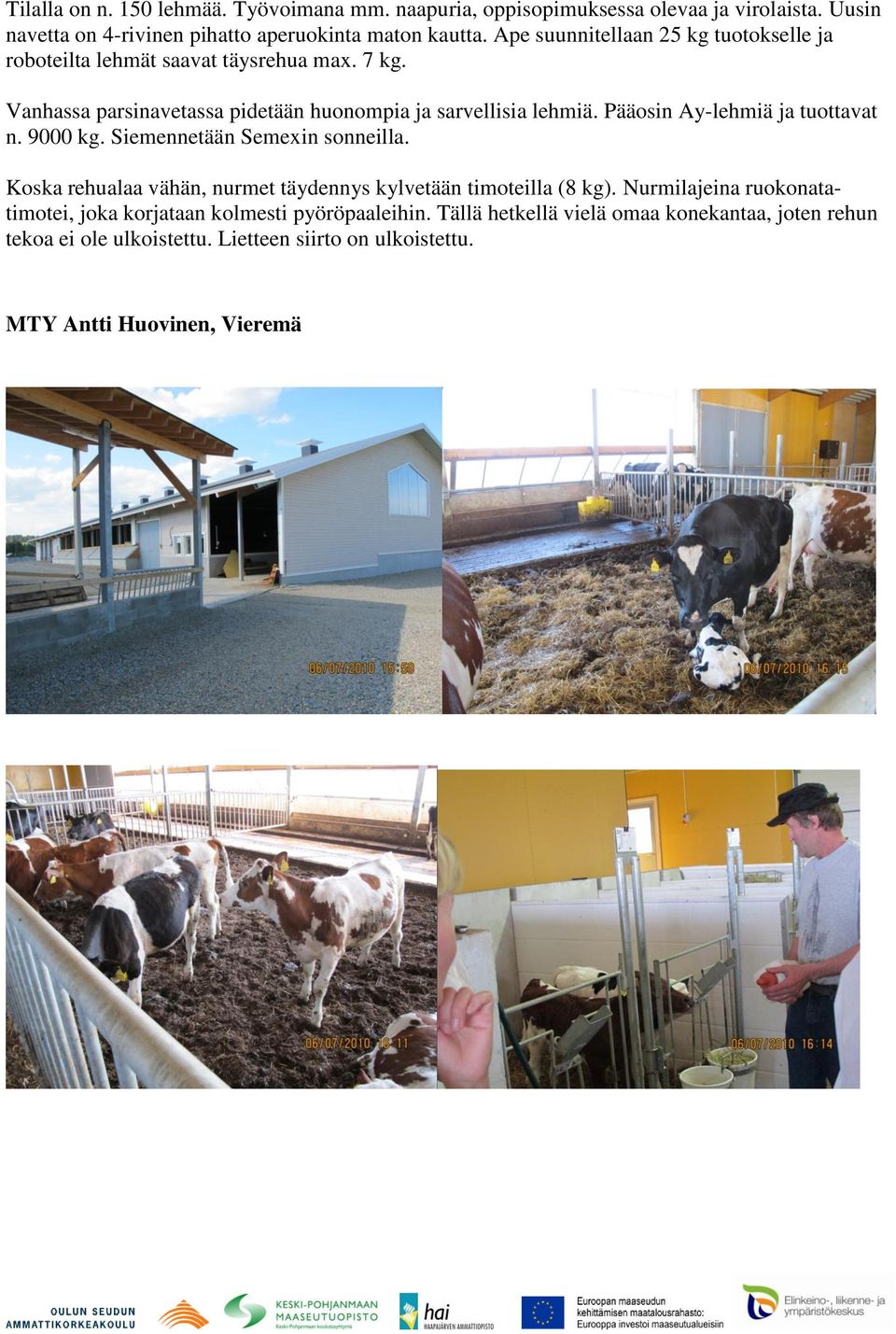 Pääosin Ay-lehmiä ja tuottavat n. 9000 kg. Siemennetään Semexin sonneilla. Koska rehualaa vähän, nurmet täydennys kylvetään timoteilla (8 kg).