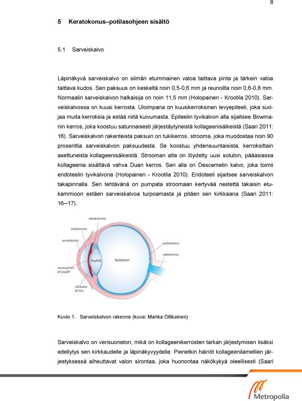 Uloimpana on kuusikerroksinen levyepiteeli, joka suojaa muita kerroksia ja estää niitä kuivumasta.