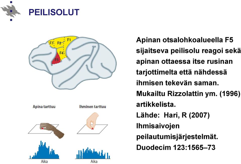 tekevän saman. Mukailtu Rizzolattin ym. (1996) artikkelista.