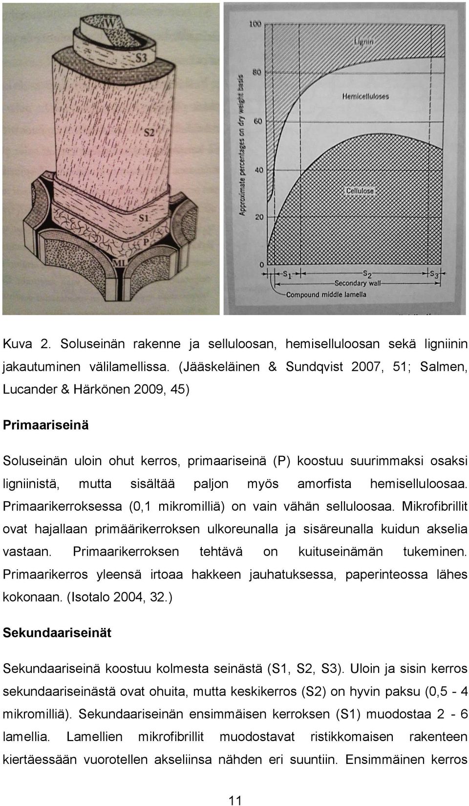 myös amorfista hemiselluloosaa. Primaarikerroksessa (0,1 mikromilliä) on vain vähän selluloosaa. Mikrofibrillit ovat hajallaan primäärikerroksen ulkoreunalla ja sisäreunalla kuidun akselia vastaan.