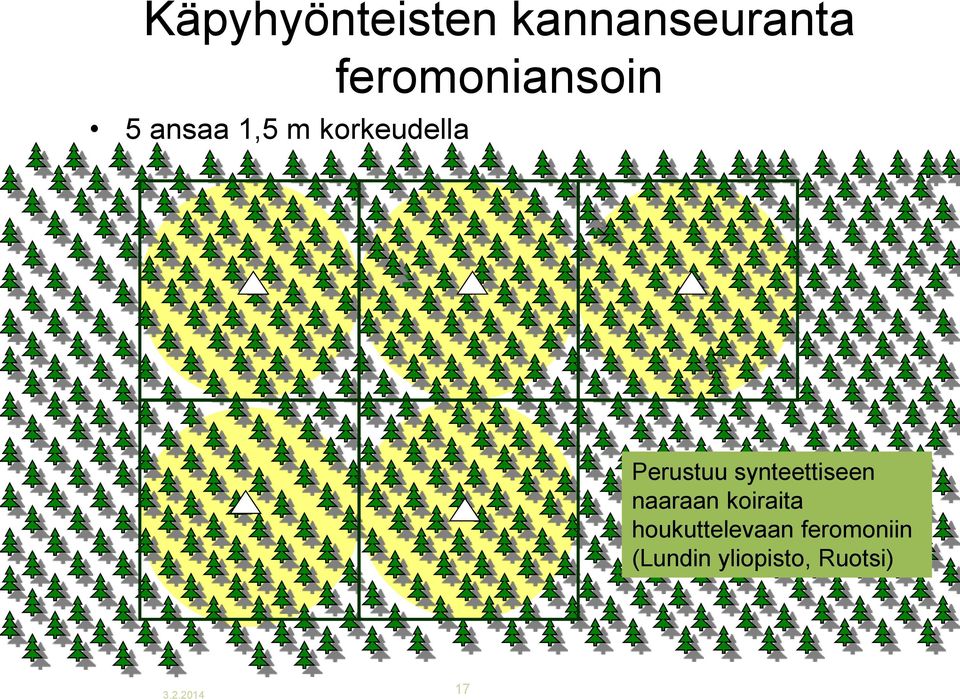 synteettiseen naaraan koiraita