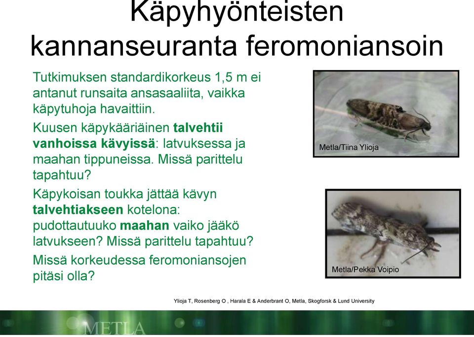 Käpykoisan toukka jättää kävyn talvehtiakseen kotelona: pudottautuuko maahan vaiko jääkö latvukseen? Missä parittelu tapahtuu?