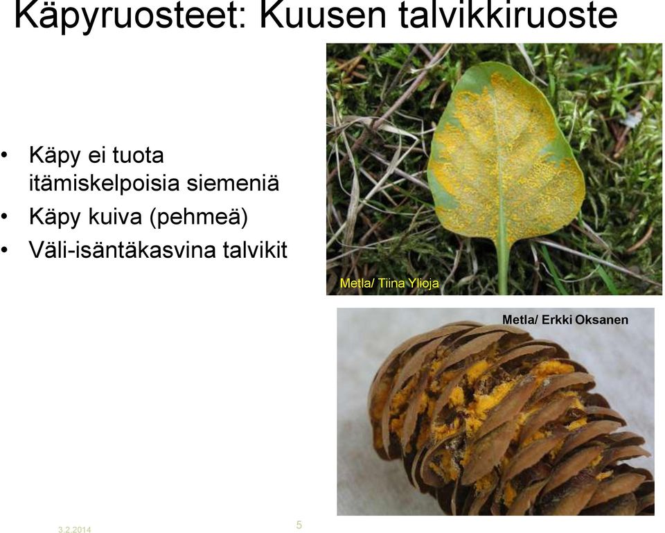 (pehmeä) Väli-isäntäkasvina talvikit Metla/