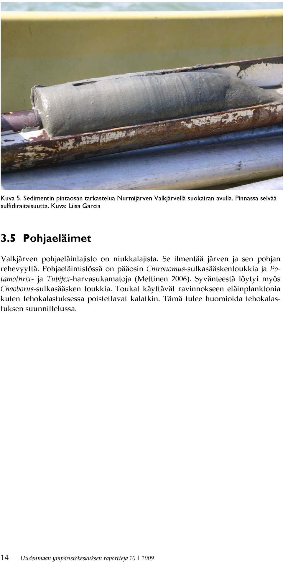 Pohjaeläimistössä on pääosin Chironomus sulkasääskentoukkia ja Potamothrix ja Tubifex harvasukamatoja (Mettinen 2006).