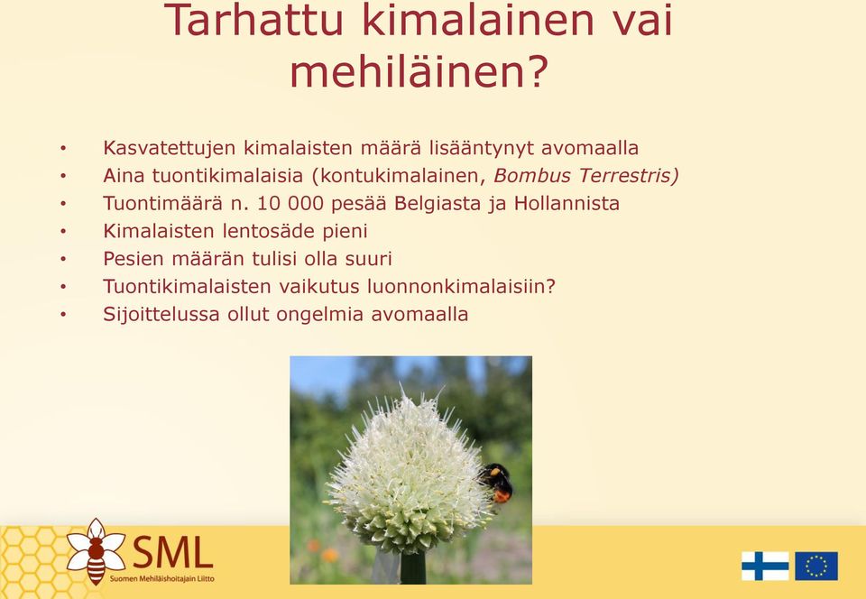 (kontukimalainen, Bombus Terrestris) Tuontimäärä n.