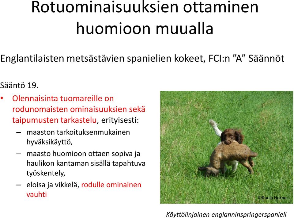 Olennaisinta tuomareille on rodunomaisten ominaisuuksien sekä taipumusten tarkastelu, erityisesti: maaston