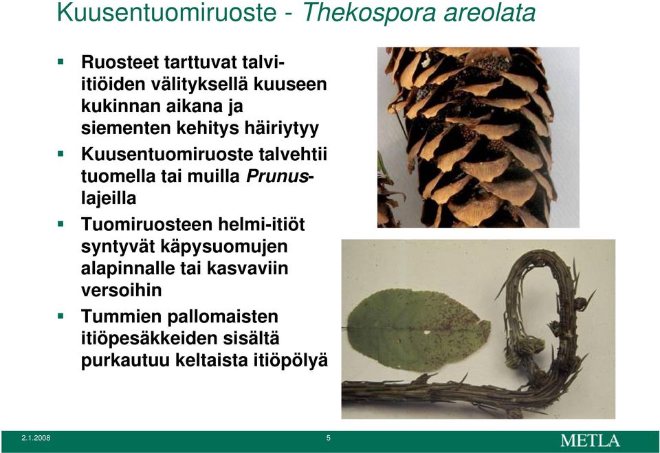 muilla Prunuslajeilla Tuomiruosteen helmi-itiöt syntyvät käpysuomujen alapinnalle tai