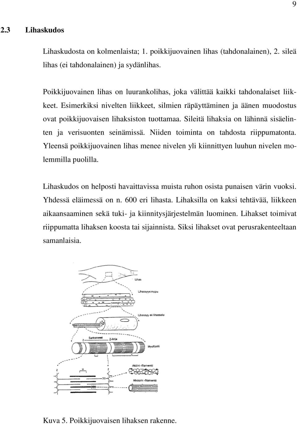 Sileitä lihaksia on lähinnä sisäelinten ja verisuonten seinämissä. Niiden toiminta on tahdosta riippumatonta.